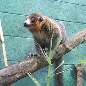 Male Mongoose Lemur