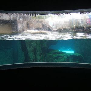 View of part of the South American Fur Seal exhibit