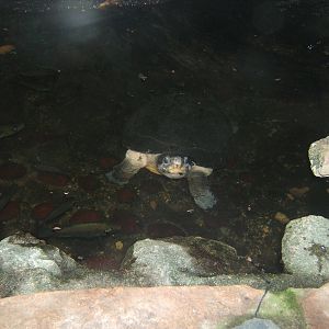 Giant Asian Pond Turtle
