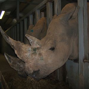 White Rhino`s