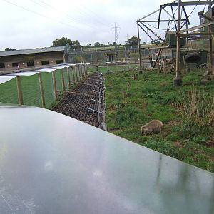 View of new Brown-nosed Coati exhibit