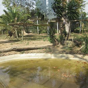 Tiger Temple at Lisbon Zoo