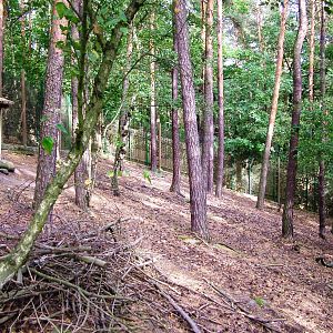 Roe Deer/Rabbit Exhibit at Decin, 28/08/12