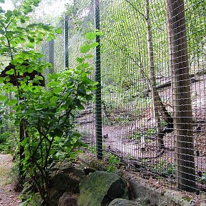 Wolf Exhibit at Decin, 28/08/12
