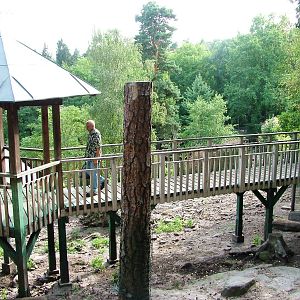 Wild Boar Exhibit at Decin, 28/08/12
