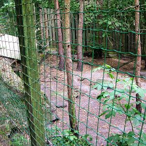 Badger Exhibit at Decin, 28/08/12