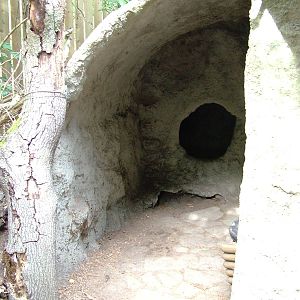 Badger Exhibit Sett Viewing at Decin, 28/08/12