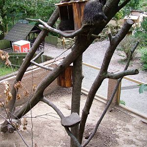 Porcupine/Marmot Exhibit at Decin, 28/08/12