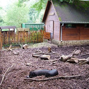 Visayan Warty Pig Exhibit at Decin, 28/08/12