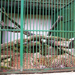 Carnivore Cages at Decin, 28/08/12