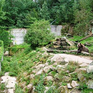 Grizzly Bear Exhibit at Decin, 28/08/12