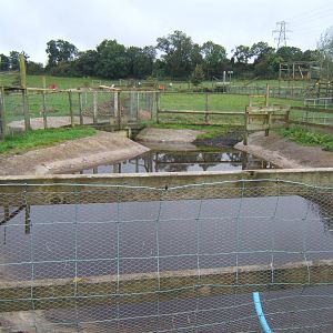 Brazilian Tapir pool