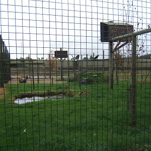 View of New Vulture Aviary