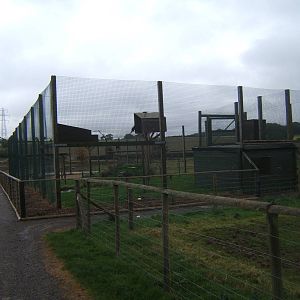 View of new Vulture Aviary