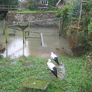White Stork exhibit