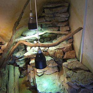 View mixed exhibit for Bearded Dragons and Blue-tongued Skink