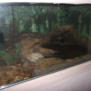 View of Cuviers Dwarf Caiman exhibit