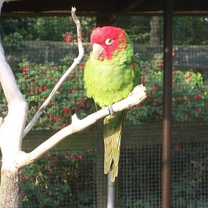 Sewerby Zoo, Red-masked Conure 10th October 2012