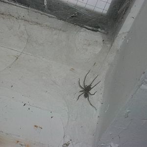 Sewerby Zoo, Spider in zoo kitchen 13th October 2012