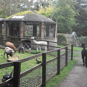 Sewerby Zoo, Alpacas heading for their stall 13th October 2012