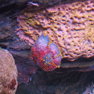 Sea Apple (Pseudocolchirus axilogus)