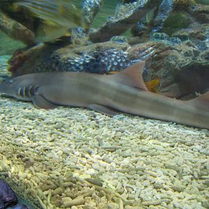 Brown-banded Bambooshark