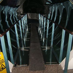 View in the shark tunnel