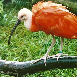 Scarlet Ibis 12th September 2012