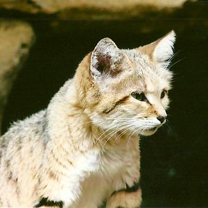Sand Cat 12th September 2012