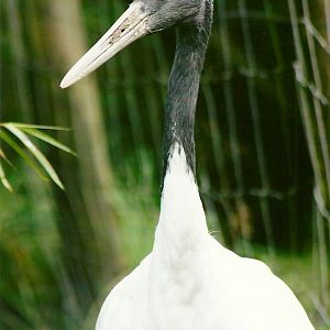 Manchurian, Japanese or Red-crowned Crane 12th September 2012