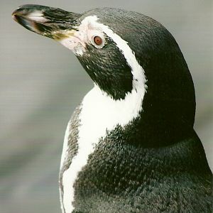 Humboldt's Penguin 12th September 2012