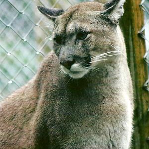 Puma 12th September 2012