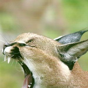 Caracal 12th September 2012
