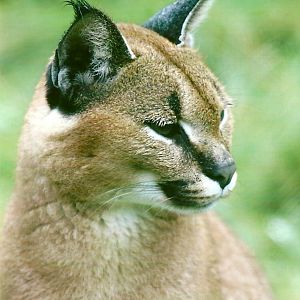 Caracal 12th September 2012