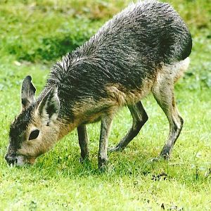 Forever a Patagonian Cavy to me 12th September 2012