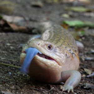 blue tongued skink
