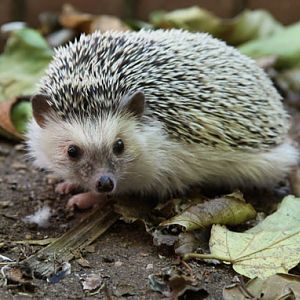 north african hedgehog