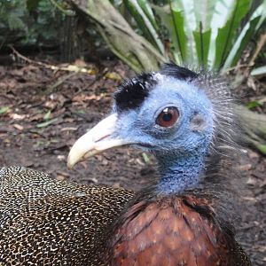 Jurong Bird Park 2012