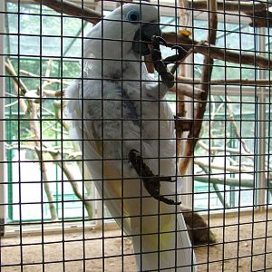 Blue-eyed Cockatoo at Decin, 28/08/12