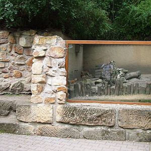 Mongoose Exhibit at Decin, 28/08/12