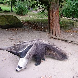Giant Anteater at Decin, 28/08/12