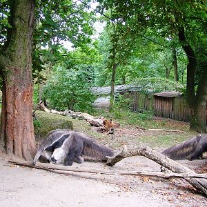 Giant Anteater Paddock at Decin, 28/08/12