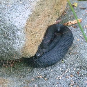 Black-morph Adder at Decin, 28/08/12
