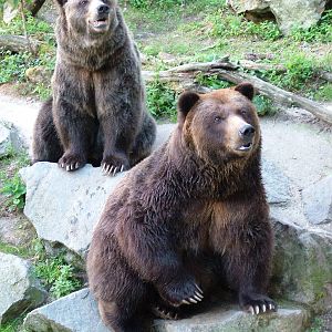Grizzly Bears at Decin, 28/08/12