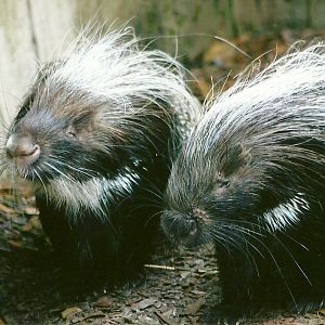 African Crested Porcupines 12th September 2012