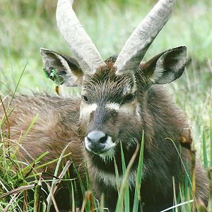 Sitatunga 12th September 2012