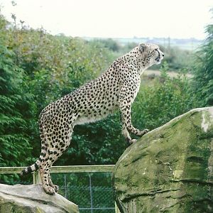 Cheetah 12th September 2012