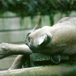 Puma 12th September 2012