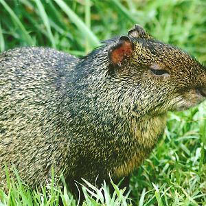 Azara's Agouti 12th September 2012