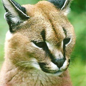 Caracal 12th September 2012
